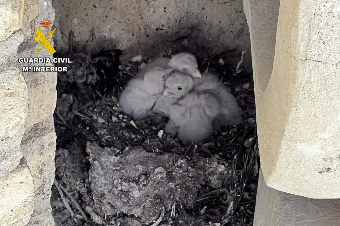 Nido de cern&iacute;calos en una torre del Pilar / V&iacute;a Guardia Civil