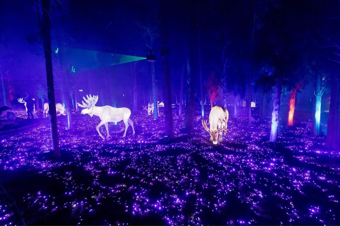 Inauguraci&oacute;n de Boreal ./ Laura Trives - Ayto. de Zaragoza