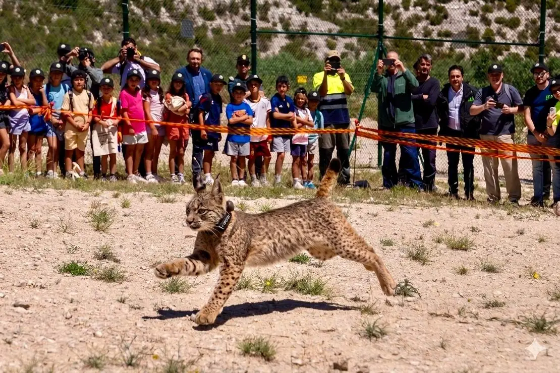 El lince ib&eacute;rico que ha sido puesto en libertad por Azc&oacute;n