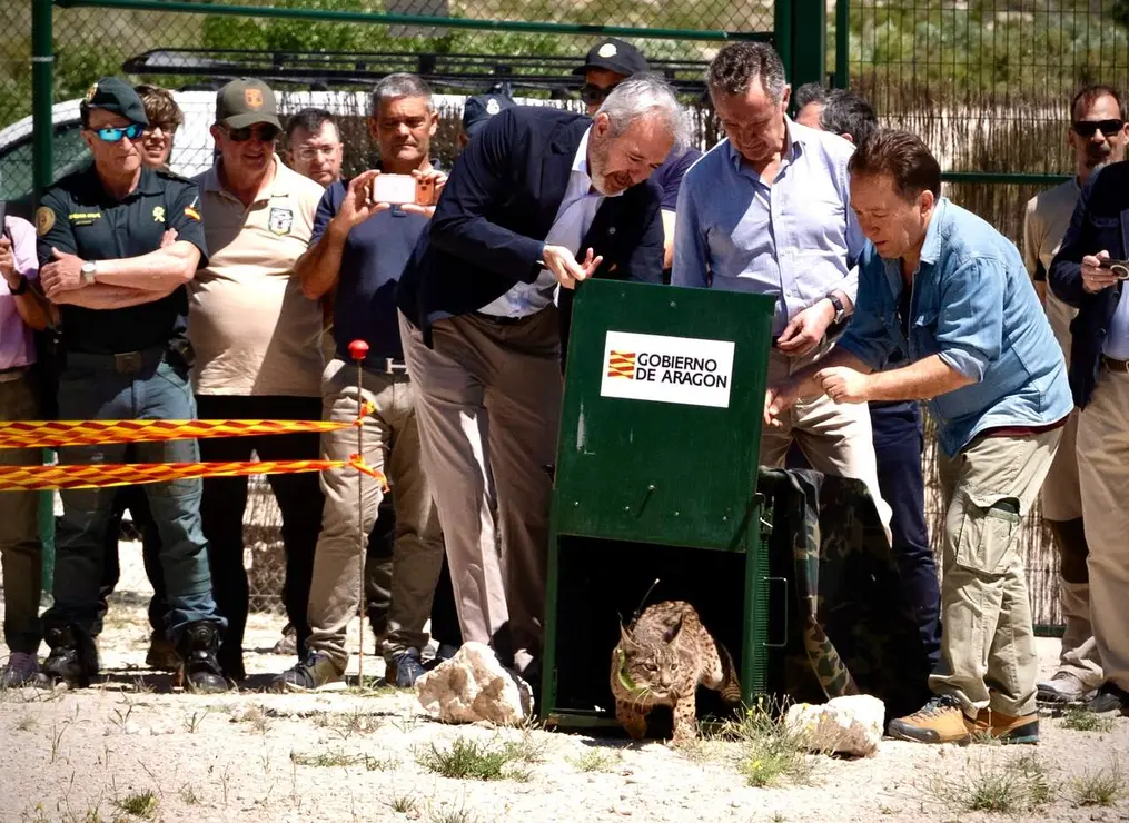 Jorge Azc&oacute;n y Luis Biendicho liberan a un lince ib&eacute;rico en Arag&oacute;n