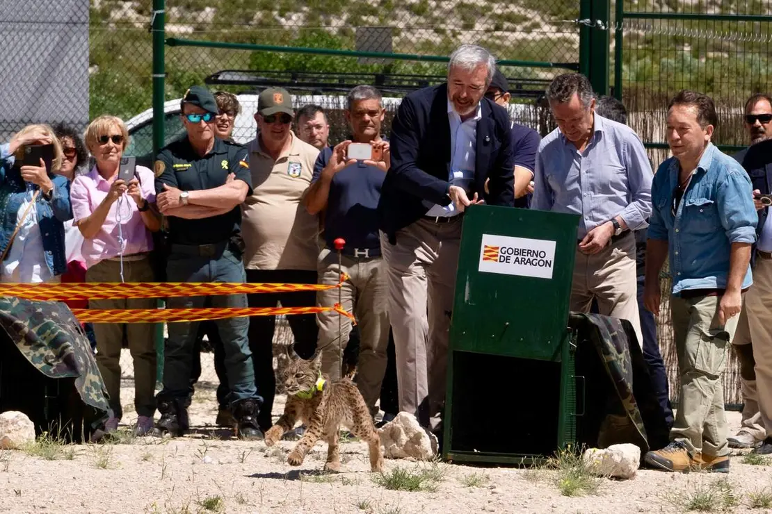 El lince ib&eacute;rico saliendo de la jaula