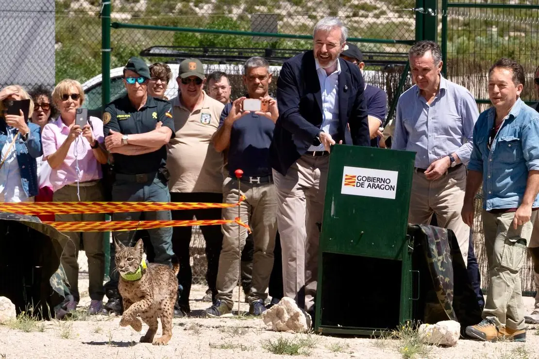 Jorge Azc&oacute;n y Luis Biendicho liberan a un lince ib&eacute;rico en Arag&oacute;n