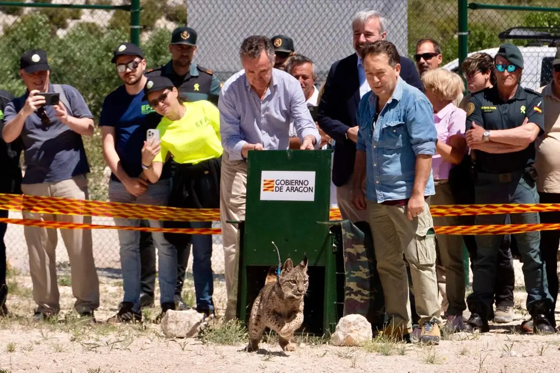 Jorge Azc&oacute;n y Luis Biendicho liberan a un lince ib&eacute;rico en Arag&oacute;n