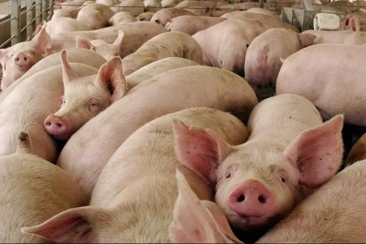 Arag&oacute;n, gran potencia del sector porcino / HA