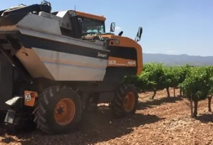 vino vendimia cari&ntilde;ena