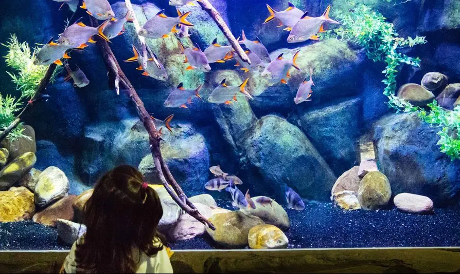 El acuario de Zaragoza es uno de los grandes planes para este verano