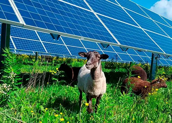 Energ&iacute;as renovables en el sector primario