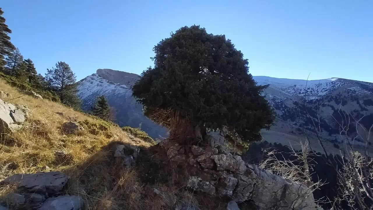 Tejo de la Foya de la Espata' / AV