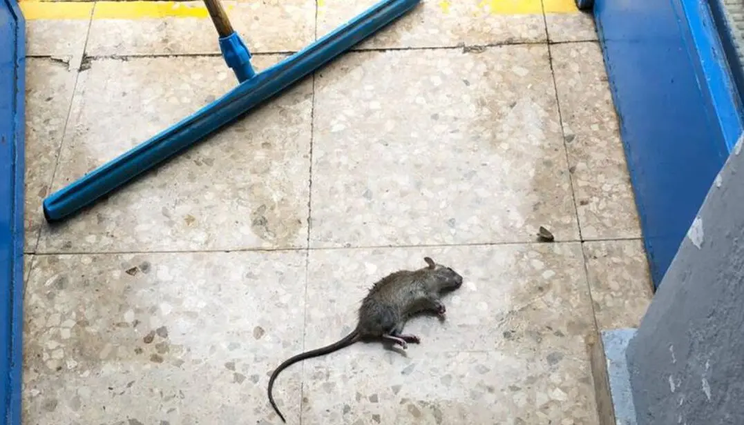 Imagen de un roedor muerto tras caer e una trampa en otra plaga que sufrieron en 2017 /H.A.