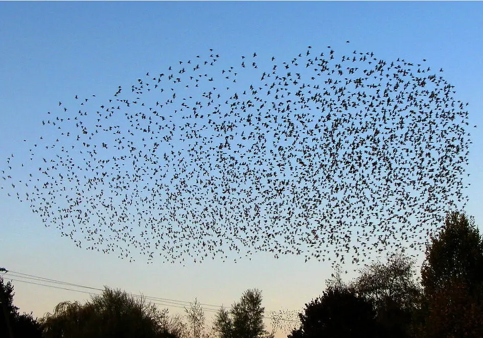 Estorninos volando