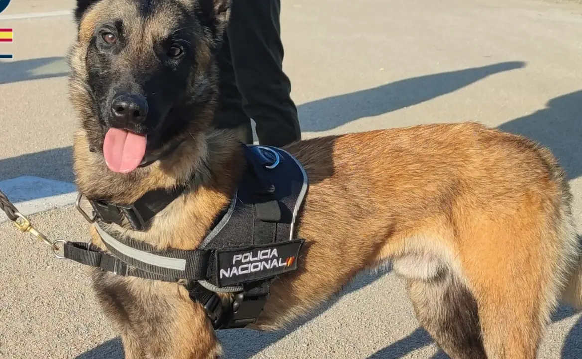 Imagen del polic&iacute;a canino secuestrado una vez que fue liberado y devuelto con sus compa&ntilde;eros /P.N,