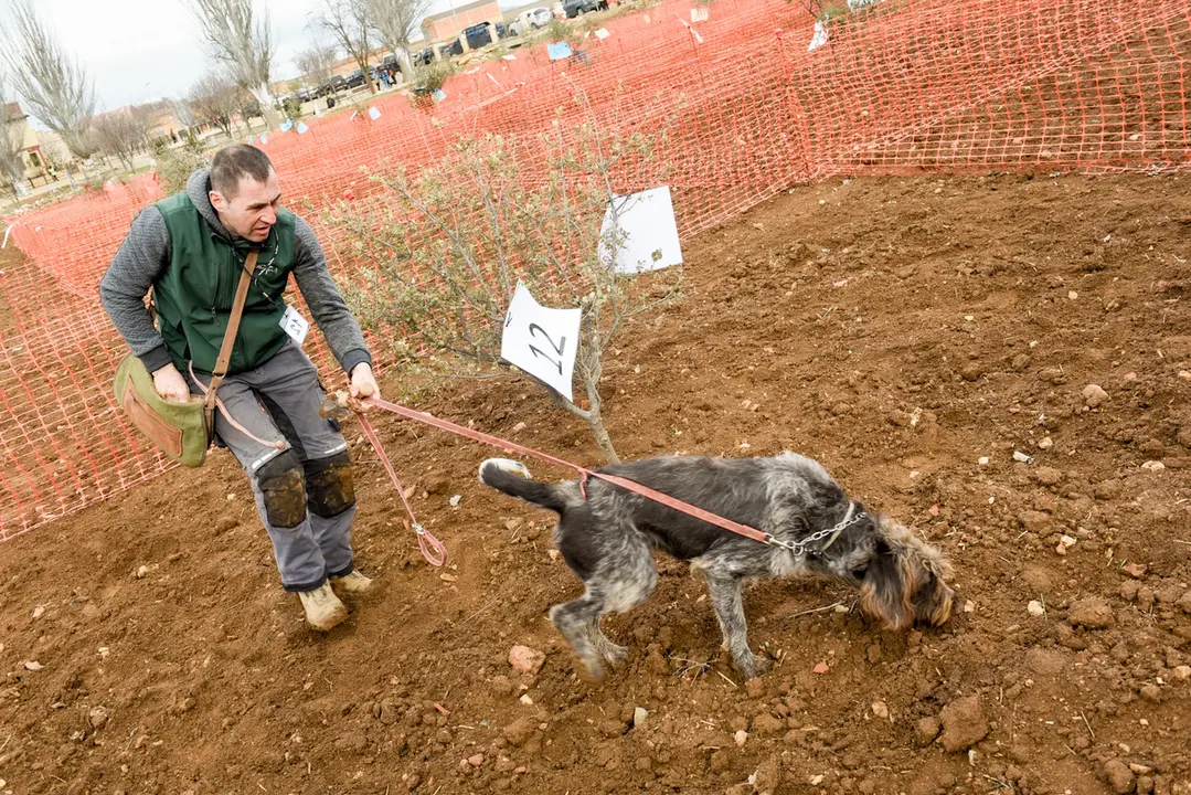 Concurso de caza de trufa con perro en Villarroya del Campo. Jaime Oriz