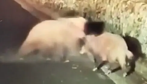 Imagen del oso atacando al jabal&iacute; / Cedidas a H.A.