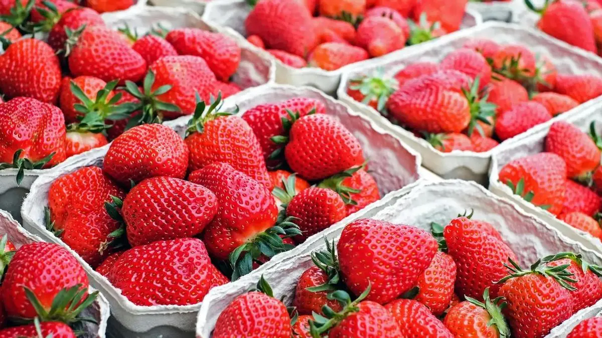 Las fresas importadas de Marruecos podr&iacute;an haber sido regadas con aguas fecales