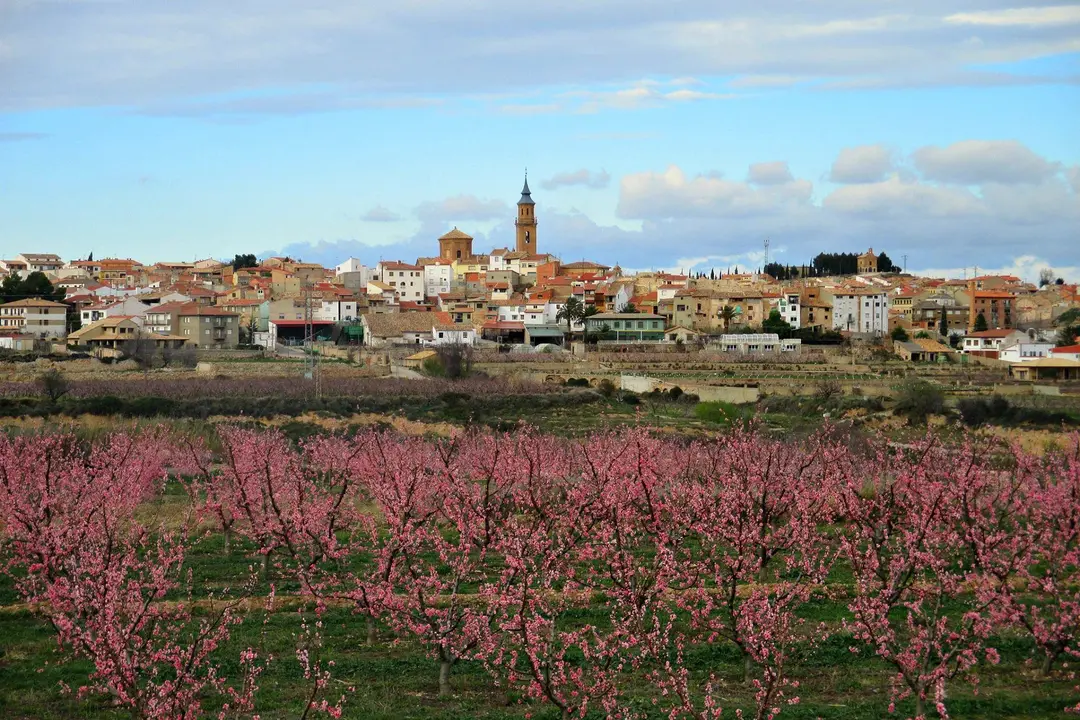 Campos de melocotoneros en flor en Calanda. / FB-Kalanda