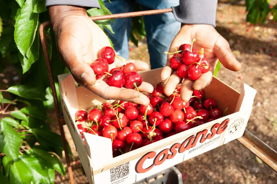 Arag&oacute;n lidera la producci&oacute;n nacional de cerezas, con 32.200 toneladas