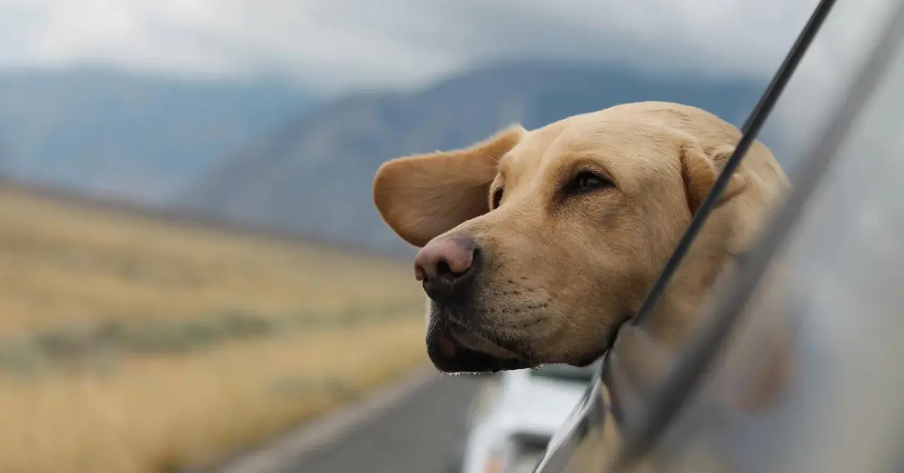 Viajes pet friendly