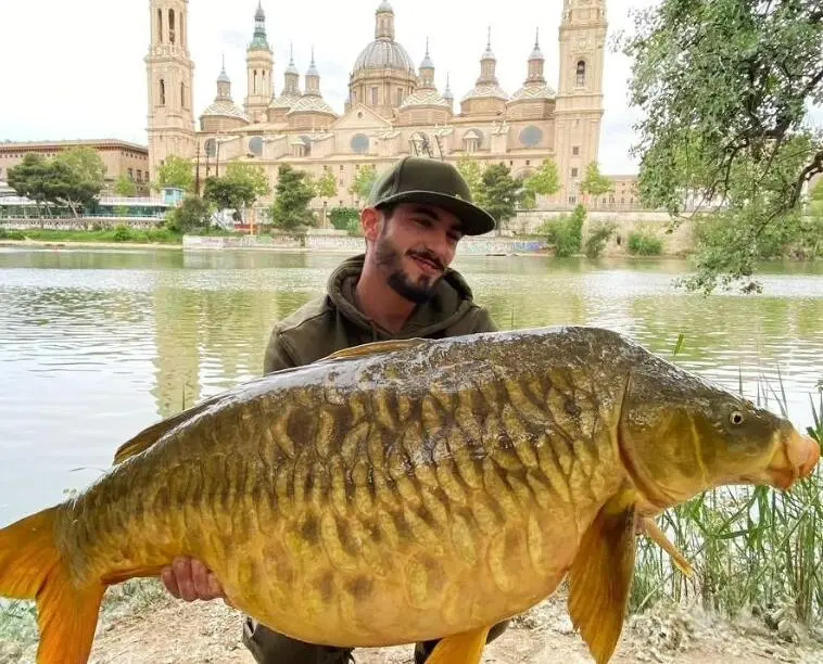 La carpa de m&aacute;s de 20 kilos encontrada en el Ebro
