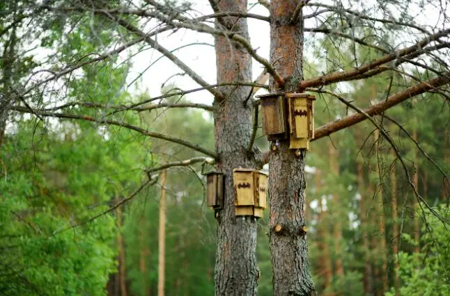 Cajas de murci&eacute;lagos en bosques de pino
