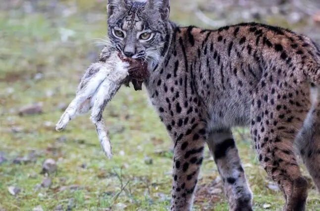 El lince ib&eacute;rico en Arag&oacute;n. / HA