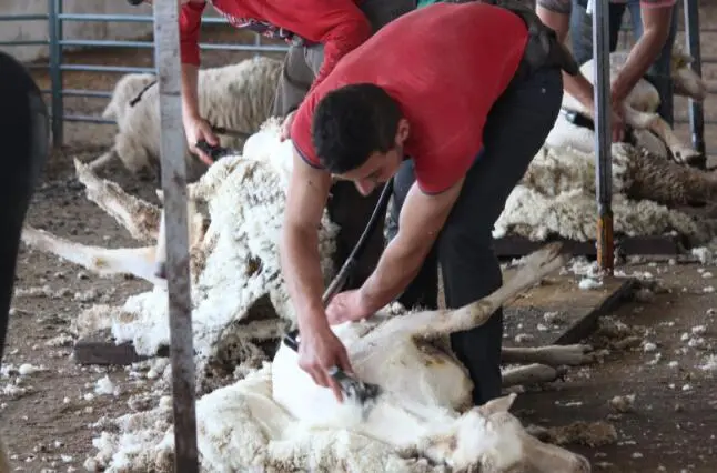 La lana recogida corresponde a la campa&ntilde;a de 2024
