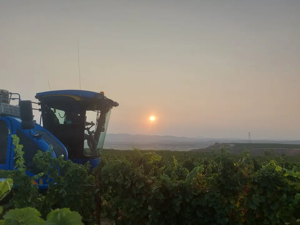 Vendimia de la Bodega Sommos 2024