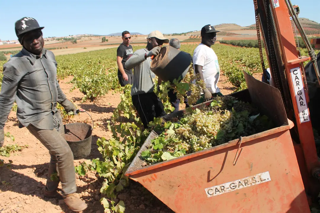 Varias personas recogen uvas de una cosecha durante la temporada de vendimia / E.P.