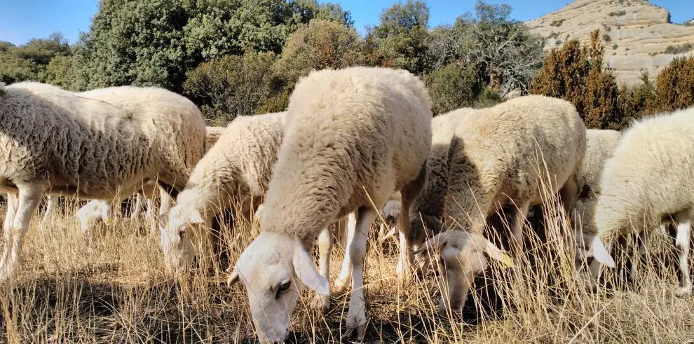 La lengua azul afecta sobre todo al ganado bovino y ovino / DGA