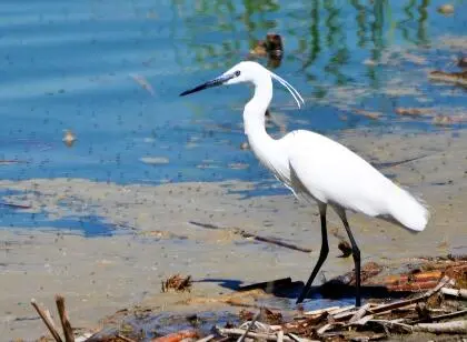 Miles de aves llegar&aacute;n a la laguna de Sari&ntilde;ena a pasar el oto&ntilde;o