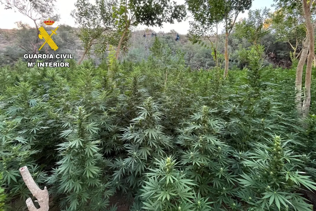 Las plantas se encontraron en un avanzado estado de desarrollo. / E.P