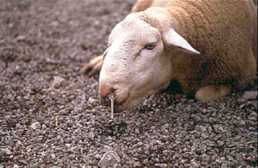 Oveja afectada con el virus de la lengua azul. Ministerio de agricultura