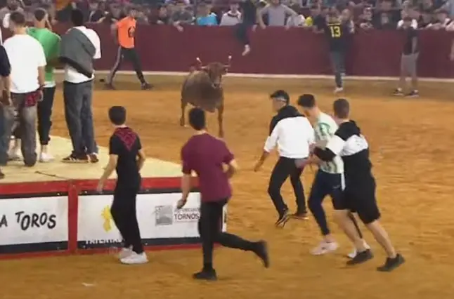 Vaquillas del 13 de octubre de 2024. / Arag&oacute;n TV