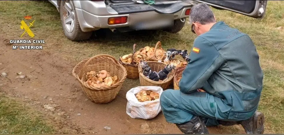 Operaci&oacute;n BOLETUS en Huesca