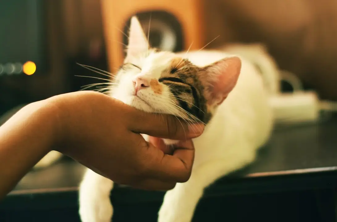 gato