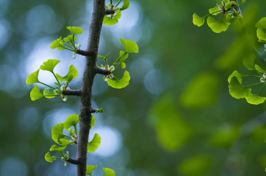 ginko