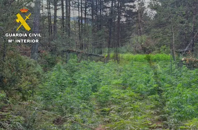 Plantaci&oacute;n de Marihuana encontrada en el bosque