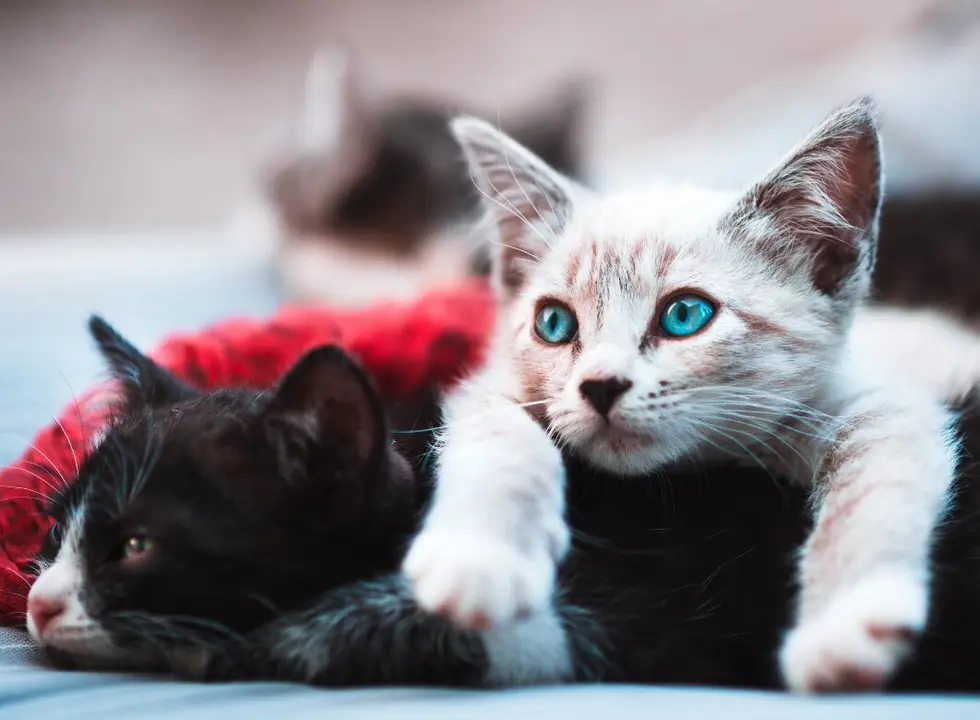 GATITOS