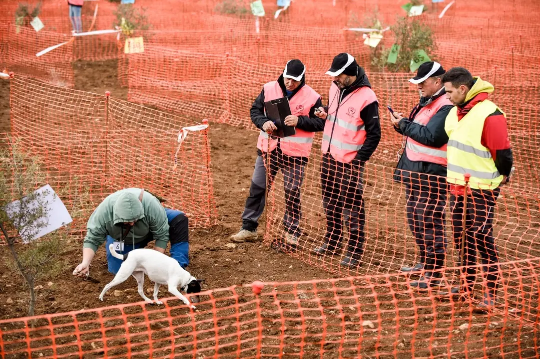 Concurso de Caza de Trufa Negra de Daroca