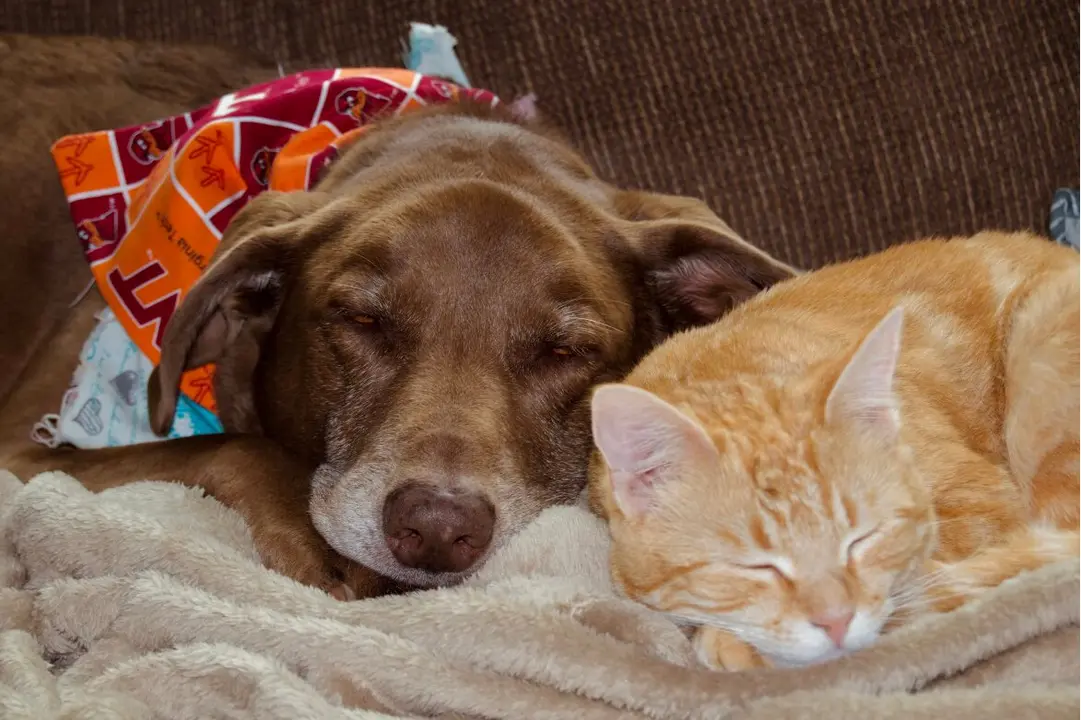 perro y gato