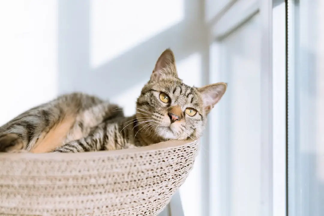 gato