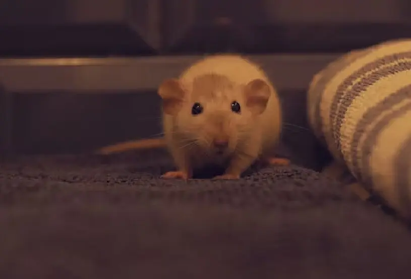 rata
