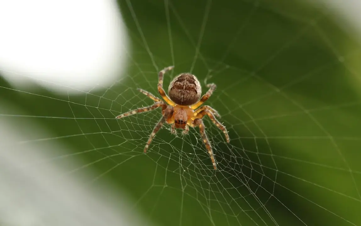 ara&ntilde;a
