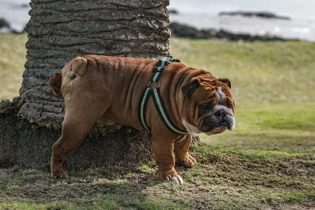 perro o
