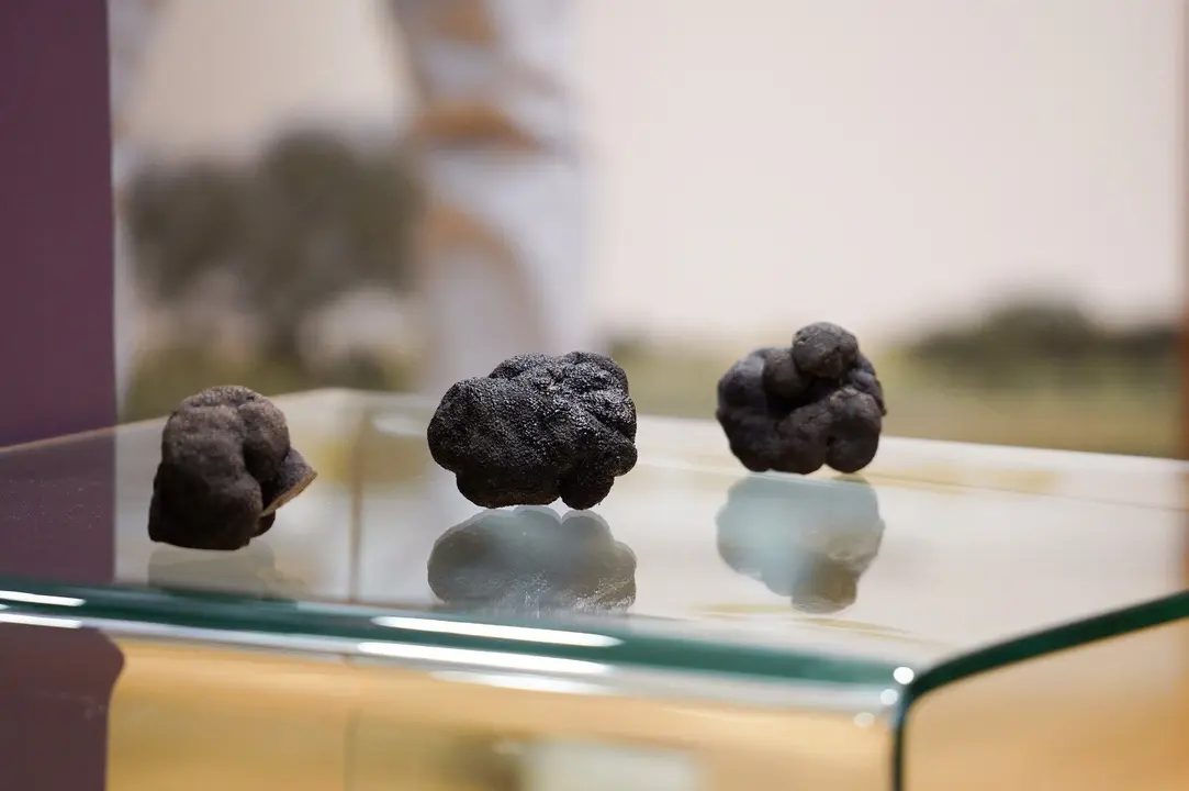 Jornadas de la Trufa negra de Daroca