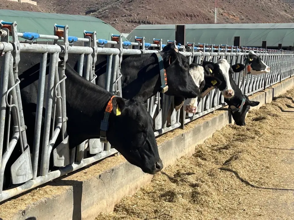 Vacas en una granja