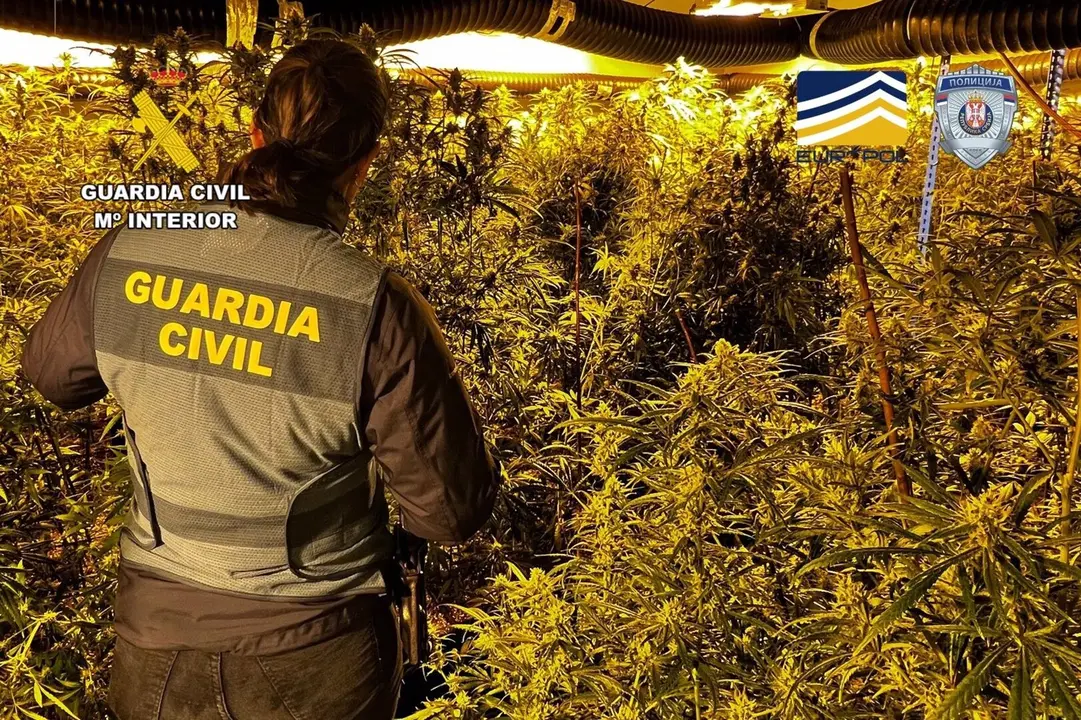 La Guardia Civil interviene 4.619 plantas de cannabis, 2.796 esquejes y 131 kilos de cogollos ya preparados y 66 kilos de picadura de marihuana en Catalu&ntilde;a y Arag&oacute;n - GUARDIA CIVIL