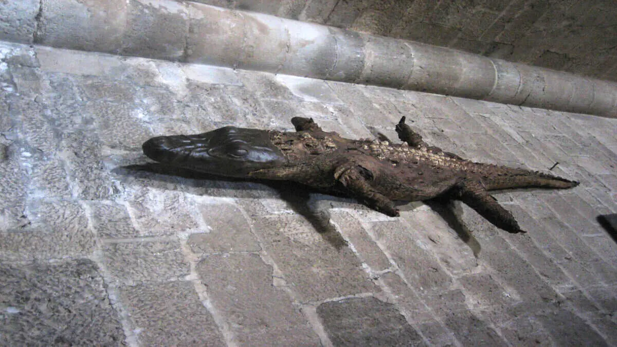 Lagarto disecado en la Colegiata de Berlanga de Duero.