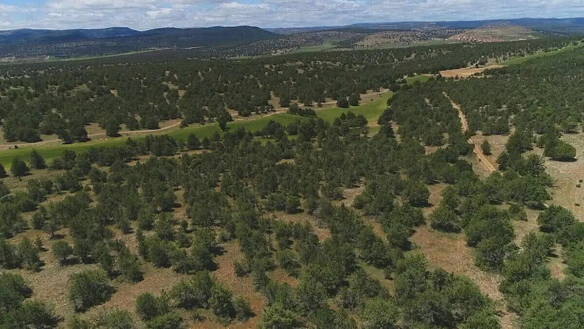 El sabinar m&aacute;s grande de Europa est&aacute; en Teruel