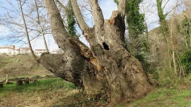 Samimbre de Cerveruela / Gobierno de Arag&oacute;n
