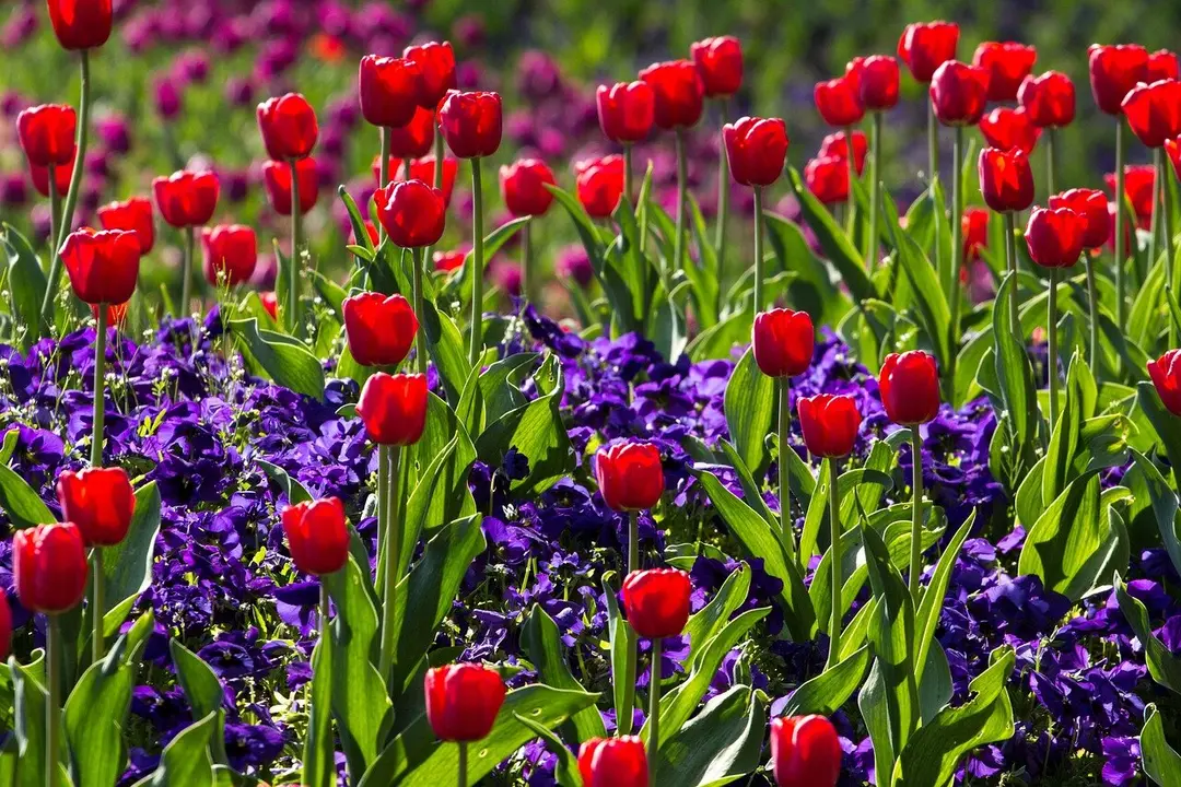 Campo de tulipanes.